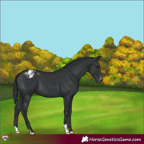 Horse Color:Black Appaloosa 