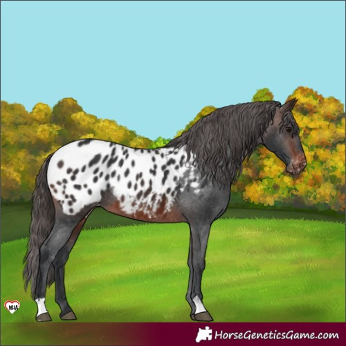 Horse Color:Brown Appaloosa Rabicano 