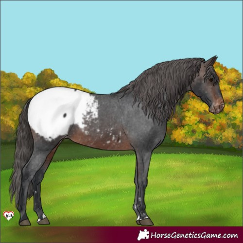 Horse Color:Brown Appaloosa 