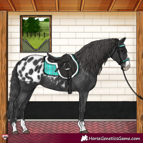 Horse Color:Black Appaloosa Rabicano 