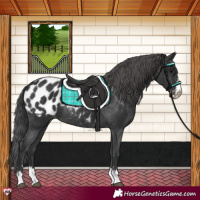 Horse Color:Black Blanket Rabicano 