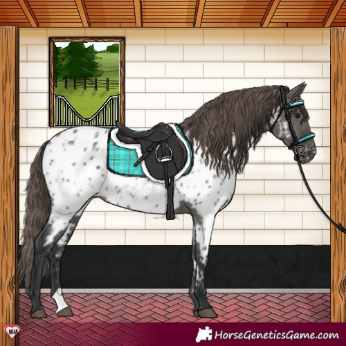 Horse Color:Grullo Appaloosa Rabicano 