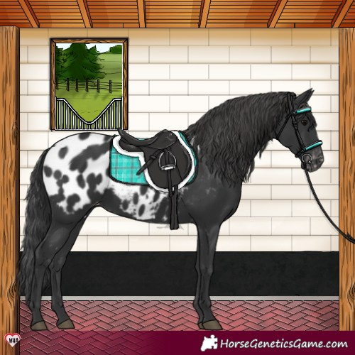 Horse Color:Black Appaloosa Rabicano