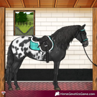 Horse Color:Black Appaloosa Rabicano 