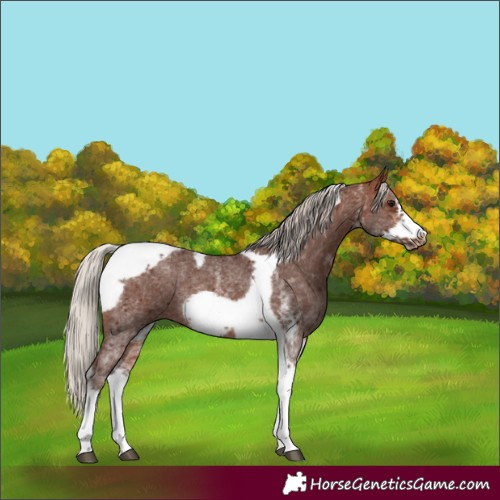 Horse Color:Silver Bay Sabino Tobiano Frame Rabicano 