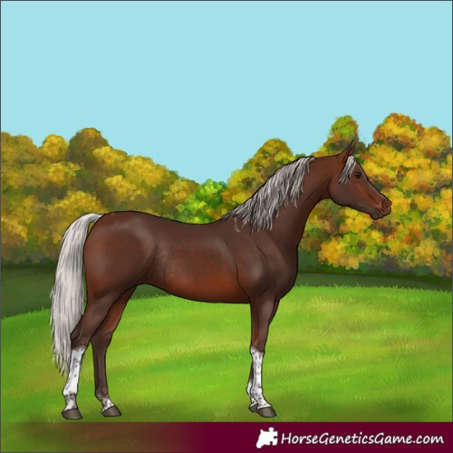 Horse Color:Silver Brown Tobiano Rabicano 