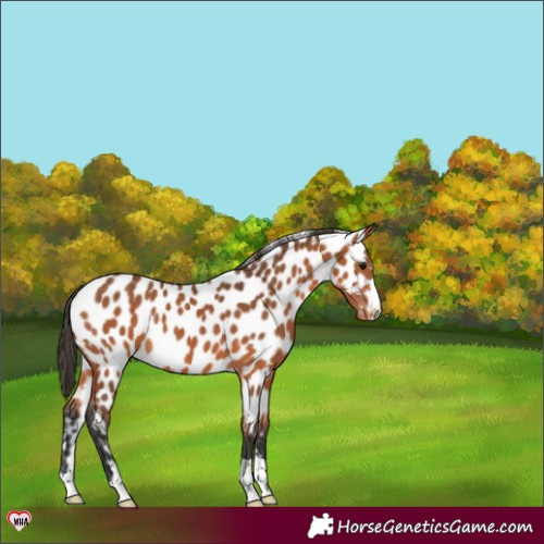Horse Color:Bay Appaloosa 