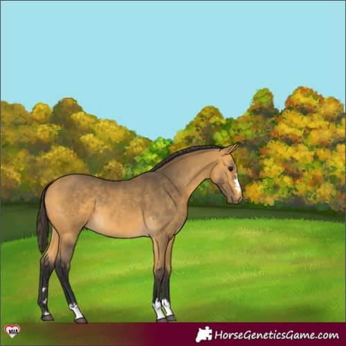 Horse Color:Buckskin 