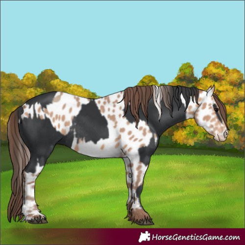 Horse Color:Black Rabicano  and Amber Champagne Frame Near Leopard Rabicano 