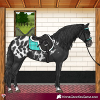 Horse Color:Black Near Leopard 