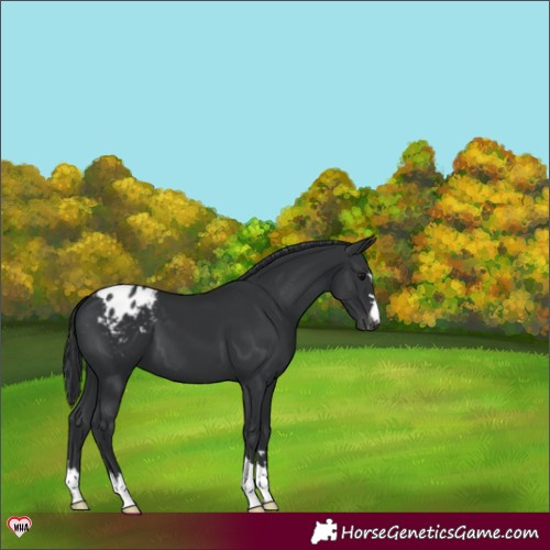 Horse Color:Black Appaloosa 