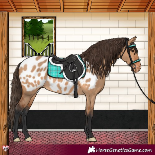 Horse Color:Bay Dun Near Leopard 