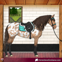 Horse Color:Bay Dun Near Leopard 