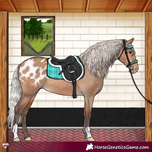 Horse Color:Silver Bay Dun Appaloosa 