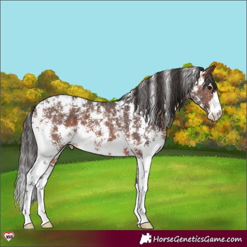 Horse Color:Brown Sabino Varnish 