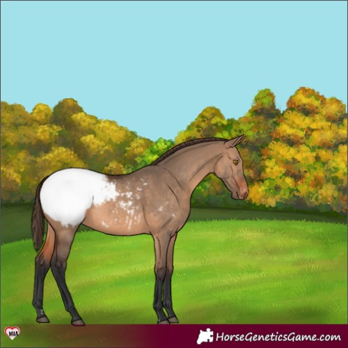 Horse Color:Brown Dun Appaloosa 