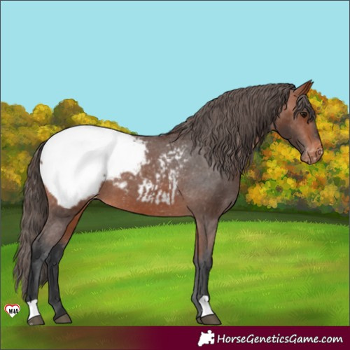 Horse Color:Bay Appaloosa 