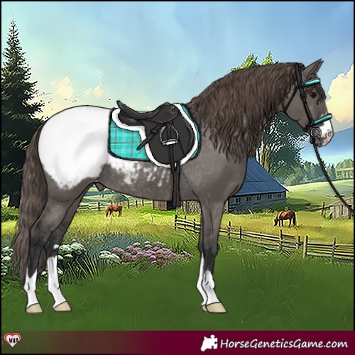 Horse Color:Grullo Appaloosa Rabicano 