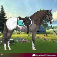 Horse Color:Grullo Snowcap Rabicano 