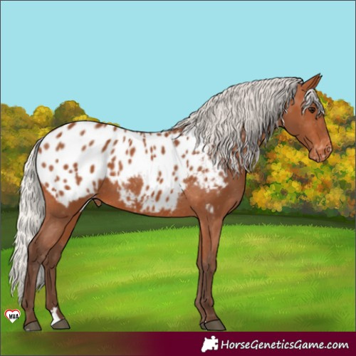 Horse Color:Silver Bay Near Leopard 