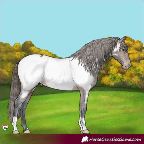 Horse Color:Brown Appaloosa 