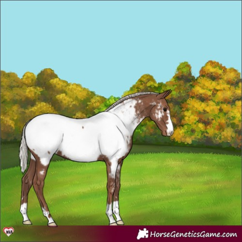 Horse Color:Silver Black Appaloosa 