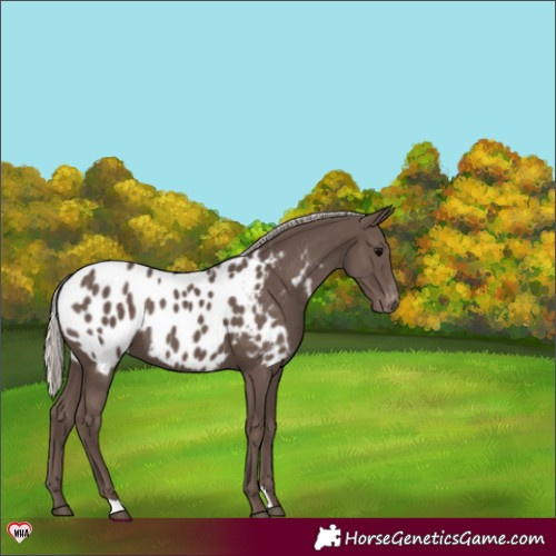 Horse Color:Silver Black Appaloosa 
