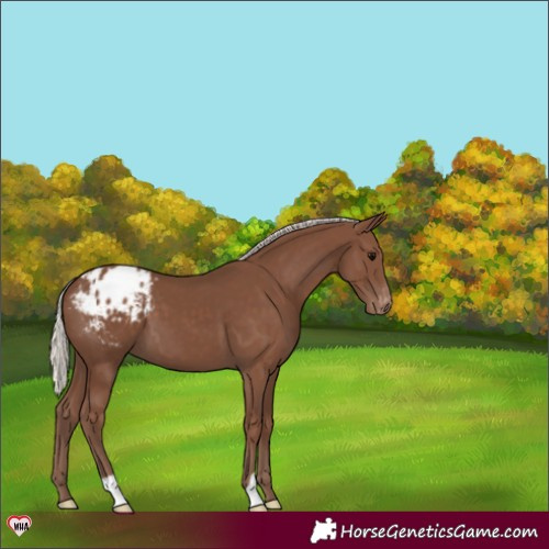Horse Color:Silver Black Appaloosa 