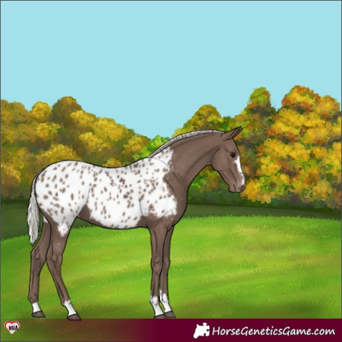 Horse Color:Silver Black Near Leopard 