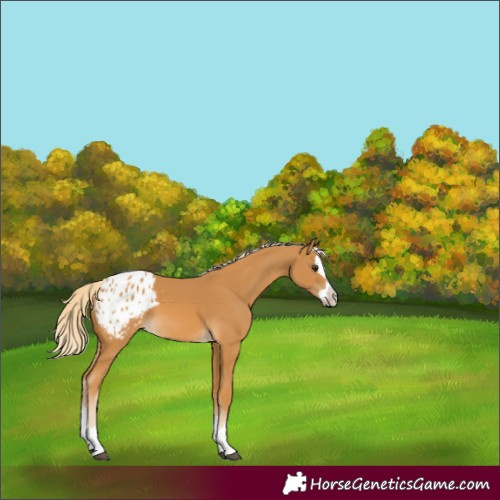 Horse Color:Palomino Splash Appaloosa 
