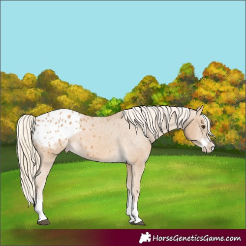 Horse Color:Palomino Splash Appaloosa 