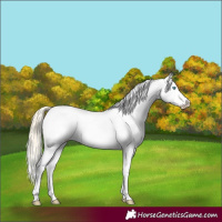 Horse Color:Palomino Dun Sabino Splash Tobiano Near Fewspot