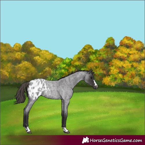 Horse Color:Smoky Blue Roan Appaloosa 