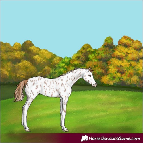 Horse Color:Red Roan Splash Appaloosa 