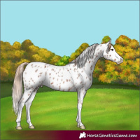Horse Color:Red Roan Splash Near Leopard
