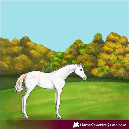 Horse Color:Gold Cream Champagne Dun Splash Tobiano Appaloosa 