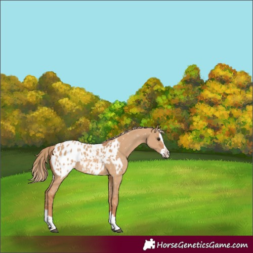 Horse Color:Red Dun Splash Appaloosa 