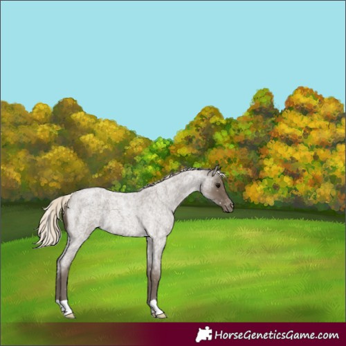 Horse Color:Silver Smoky Blue Roan Appaloosa
