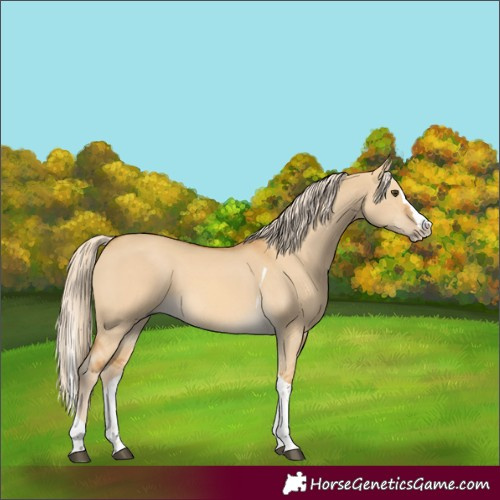Horse Color:Palomino Dun Splash Tobiano 