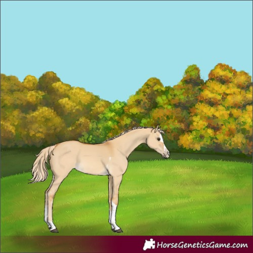 Horse Color:Palomino Dun Splash Tobiano