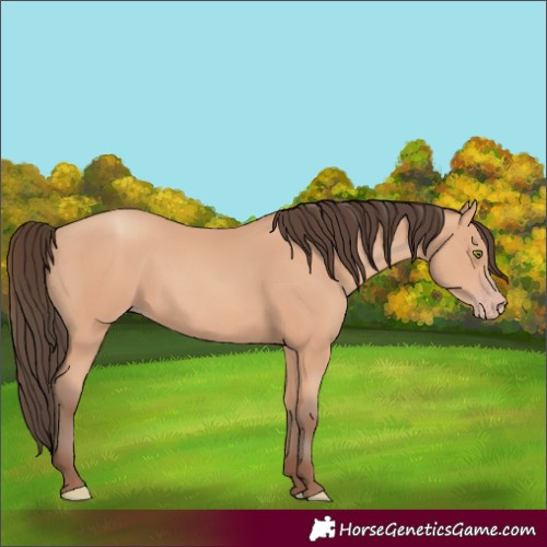 Horse Color:Amber Champagne 