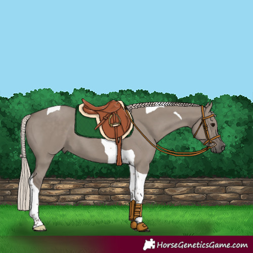 Horse Color:Silver Grullo Tobiano 