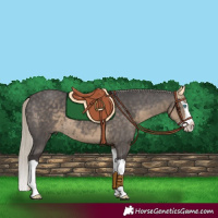 Horse Color:Silver Smoky Black Splash 