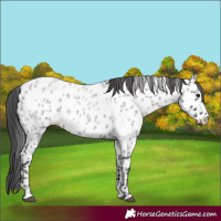 Horse Color:Blue Roan Near Leopard 