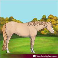 Horse Color:Gold Champagne 
