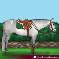 Horse Color:Gray Black Varnish 