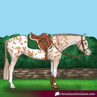 Horse Color:Chestnut Splash Near Leopard 
