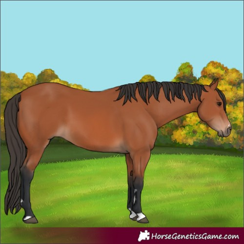 Horse Color:Bay 