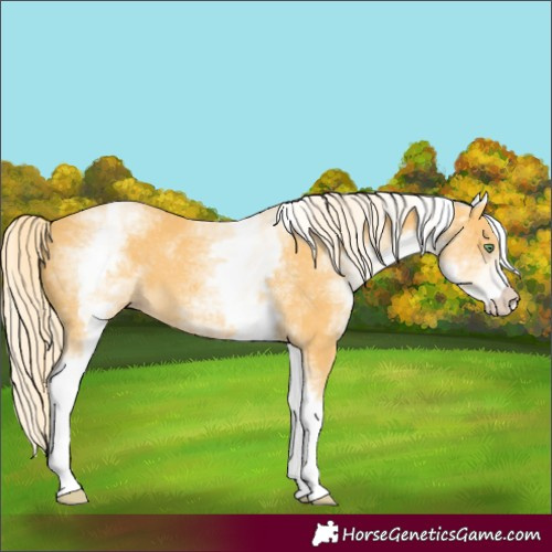 Horse Color:White Spotted Gold Cream Champagne 