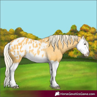 Horse Color:Palomino Splash Appaloosa Rabicano